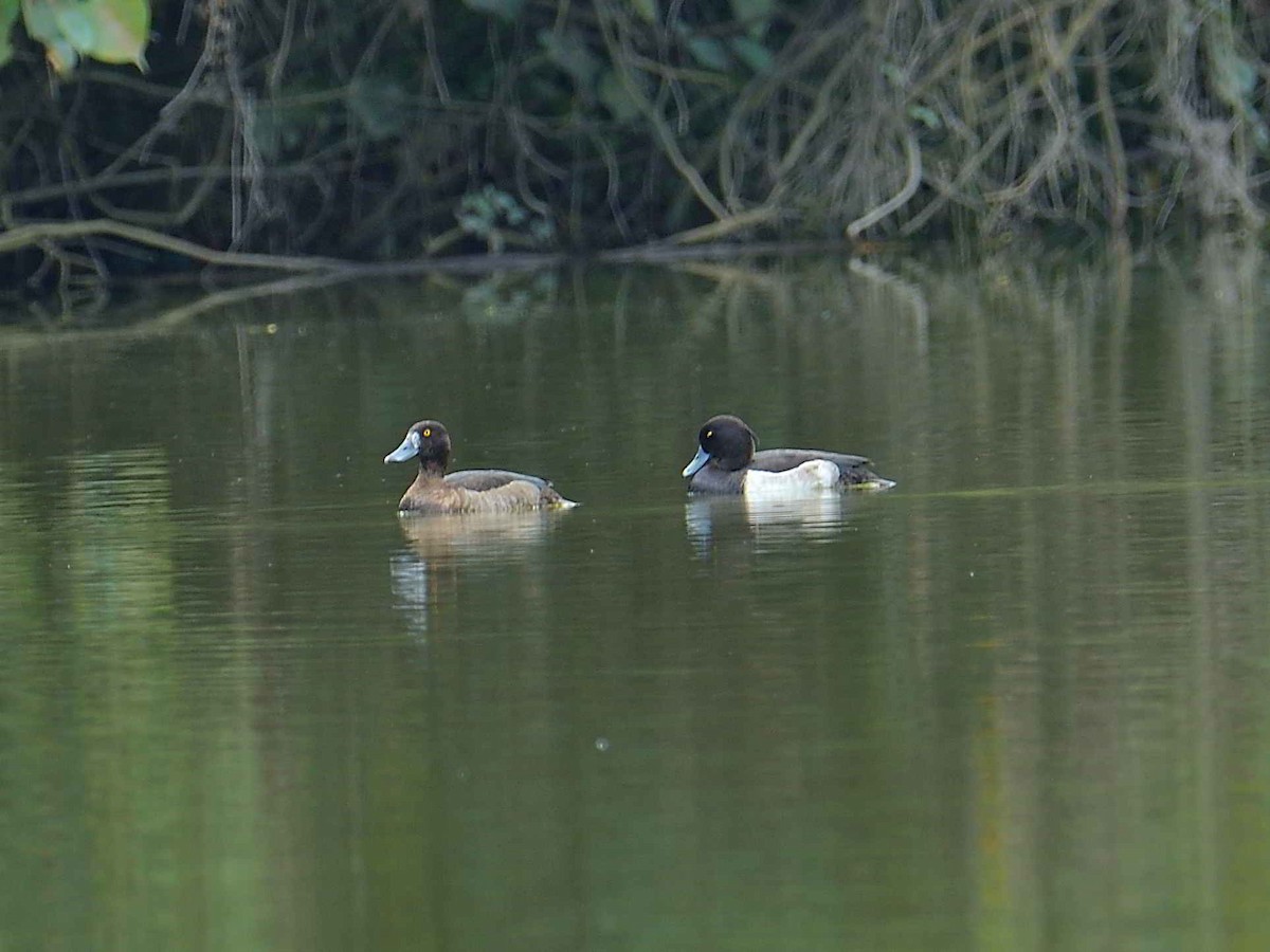 Tufted Duck - ML626242337