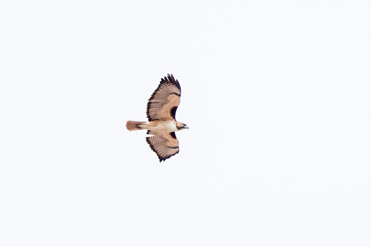 Red-tailed Hawk - ML626242349
