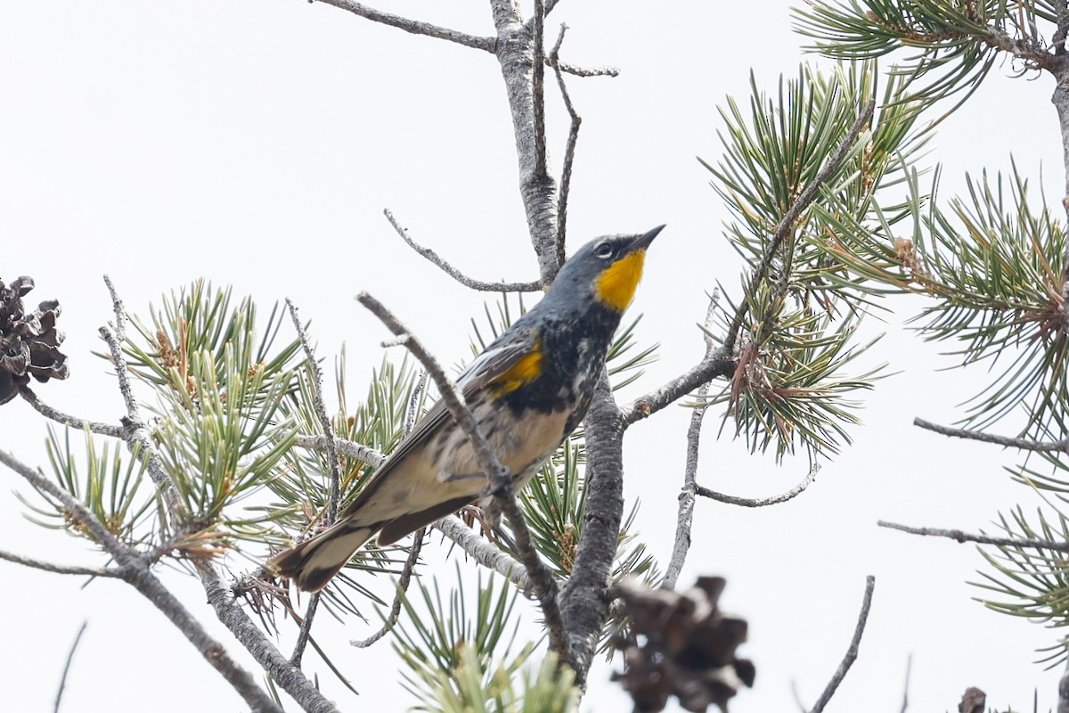 Kronenwaldsänger (Audubonwaldsänger) - ML626242362