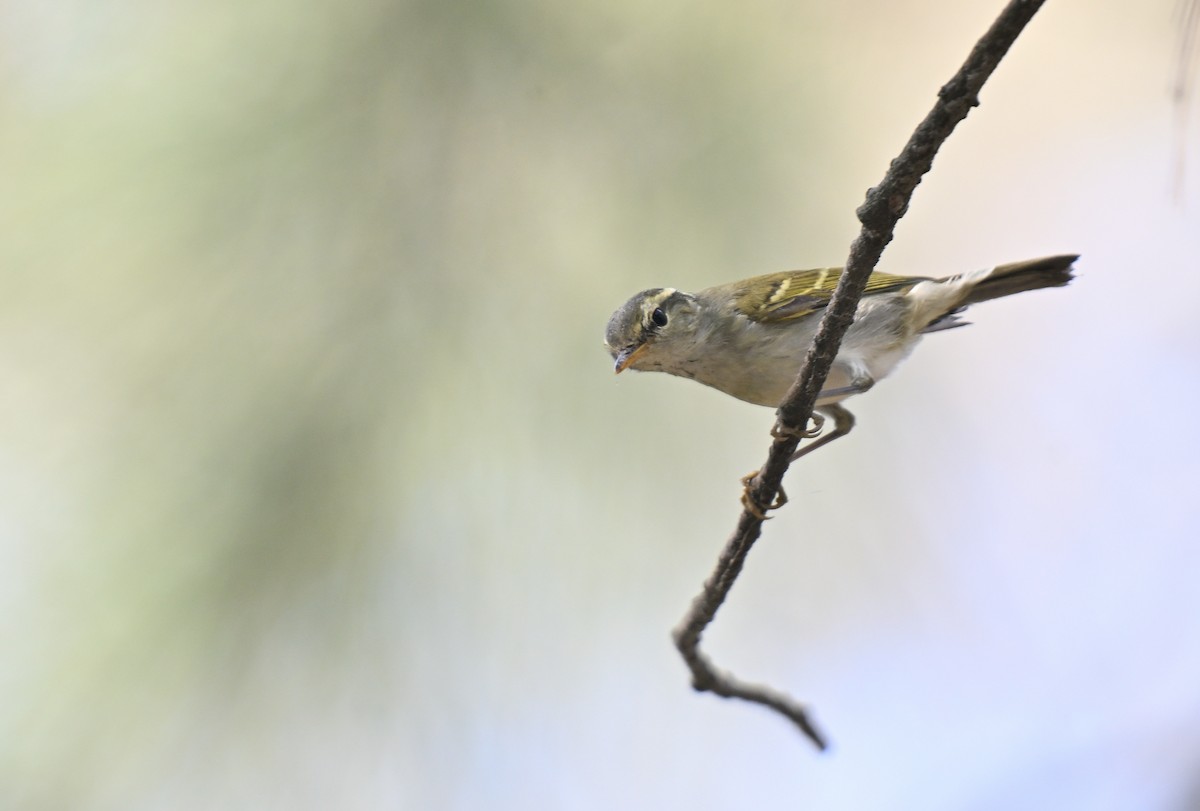 Blyth's/Claudia's/Hartert's Leaf Warbler - ML626242412