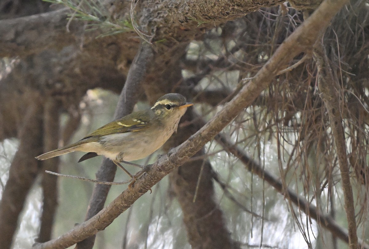 Blyth's/Claudia's/Hartert's Leaf Warbler - ML626242413