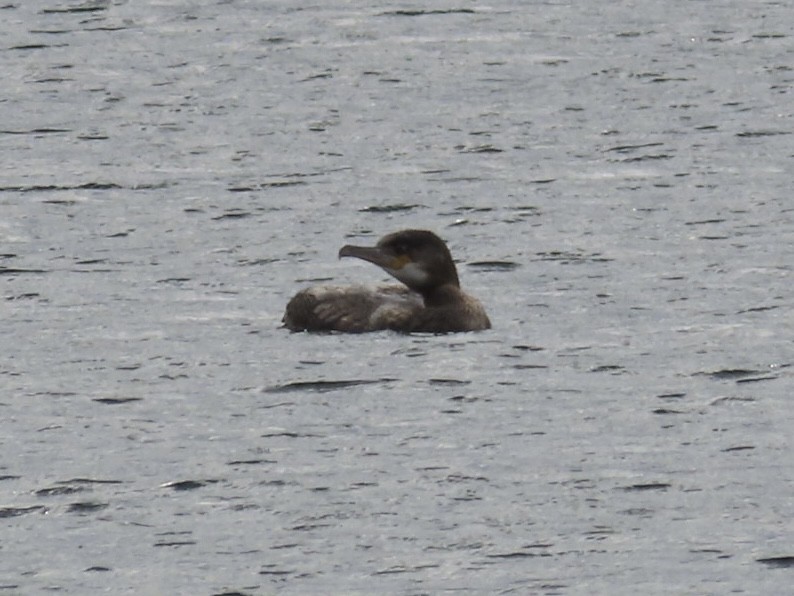 Great Cormorant - ML626242417