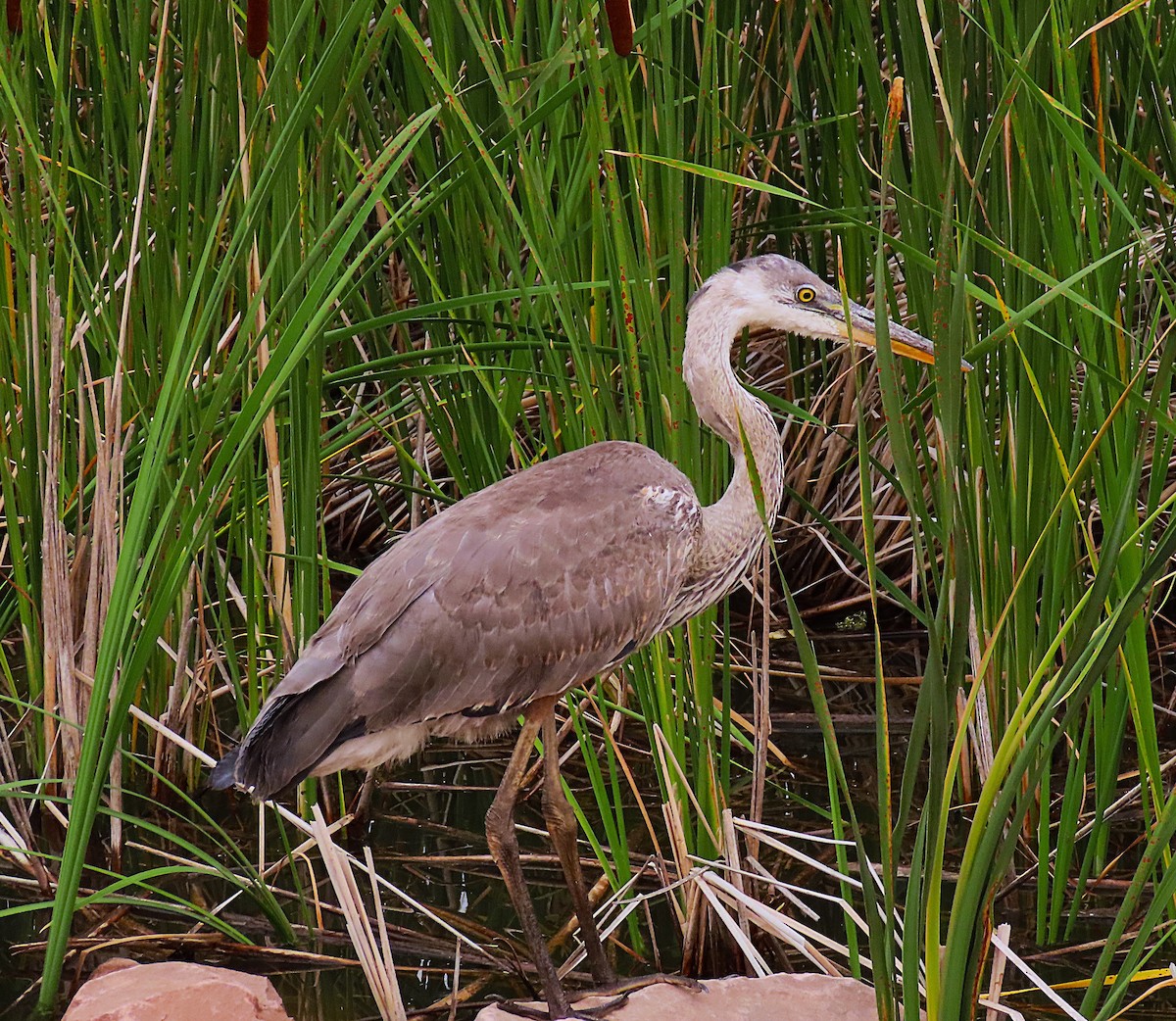 Great Blue Heron - ML626242475