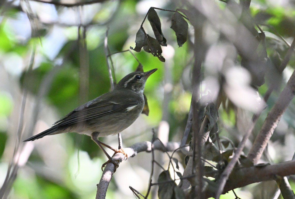 Kamchatka Leaf Warbler - ML626242490