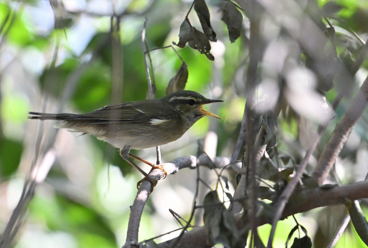 Kamchatka Leaf Warbler - ML626242513