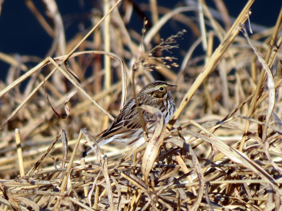 Savannah Sparrow - ML626242533