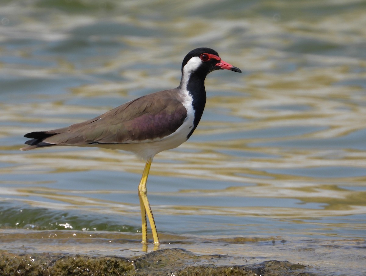 Red-wattled Lapwing - ML626242590