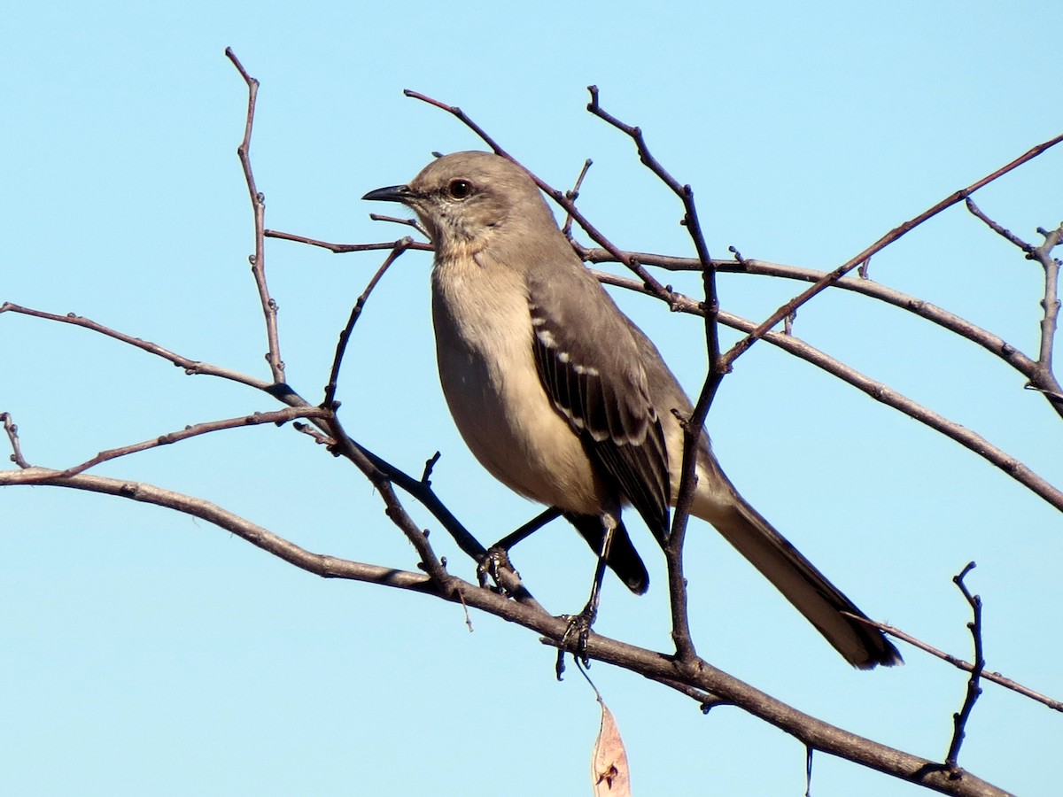 Northern Mockingbird - ML626242606