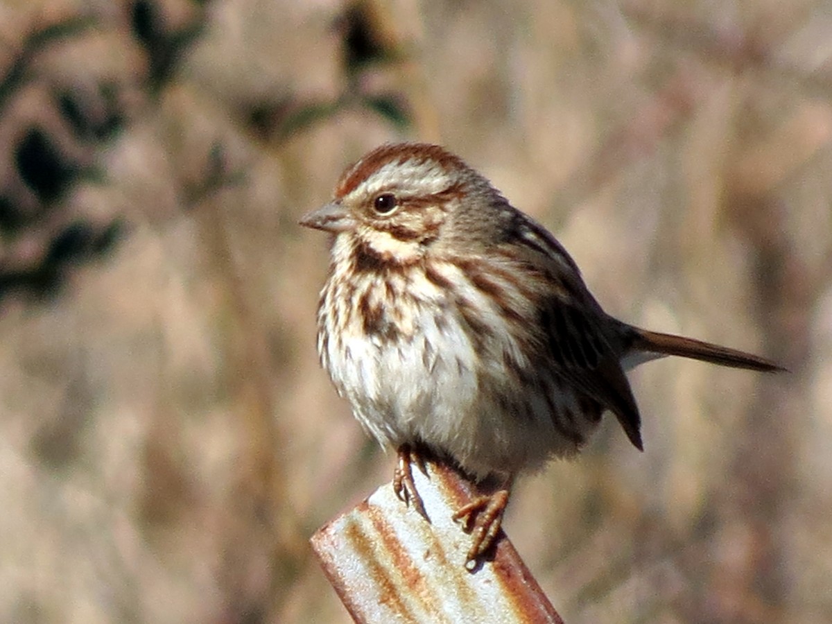 Song Sparrow - ML626242617