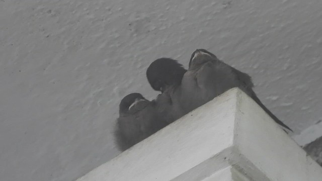 Dusky Crag-Martin - ML626242630