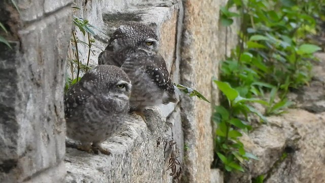 Spotted Owlet - ML626242641