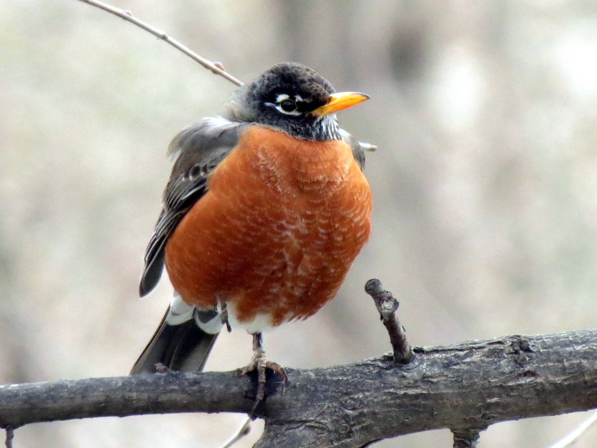 American Robin - ML626242642