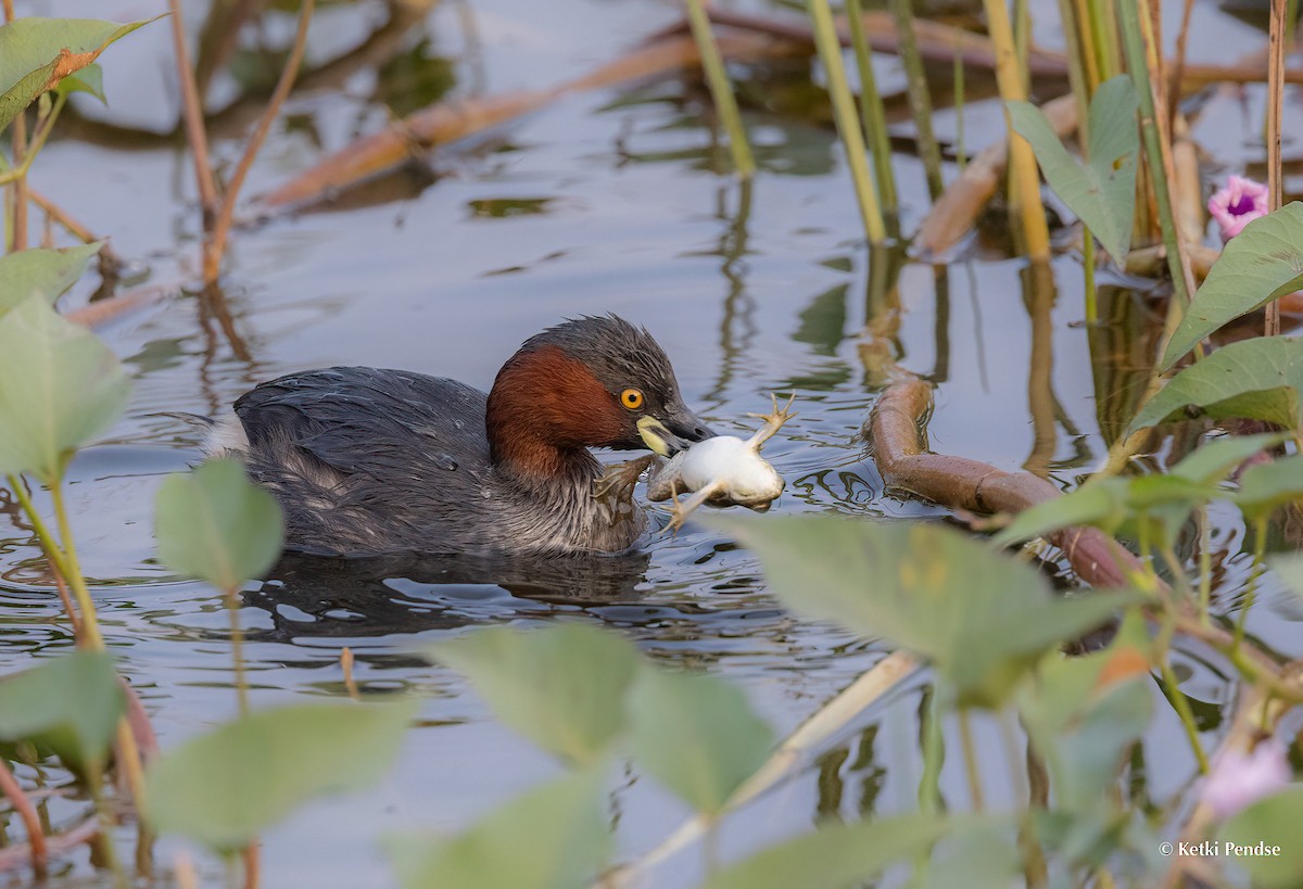 Little Grebe - ML626242810