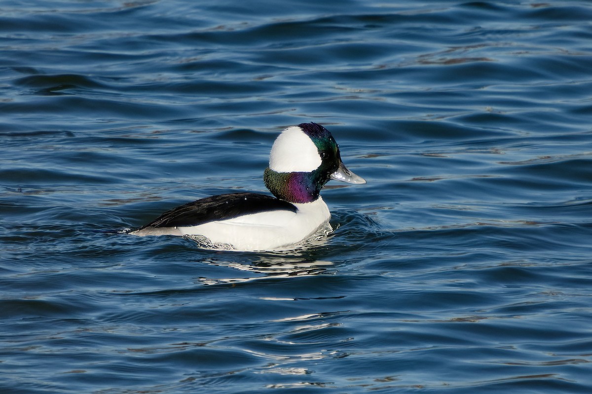 Bufflehead - ML626242910