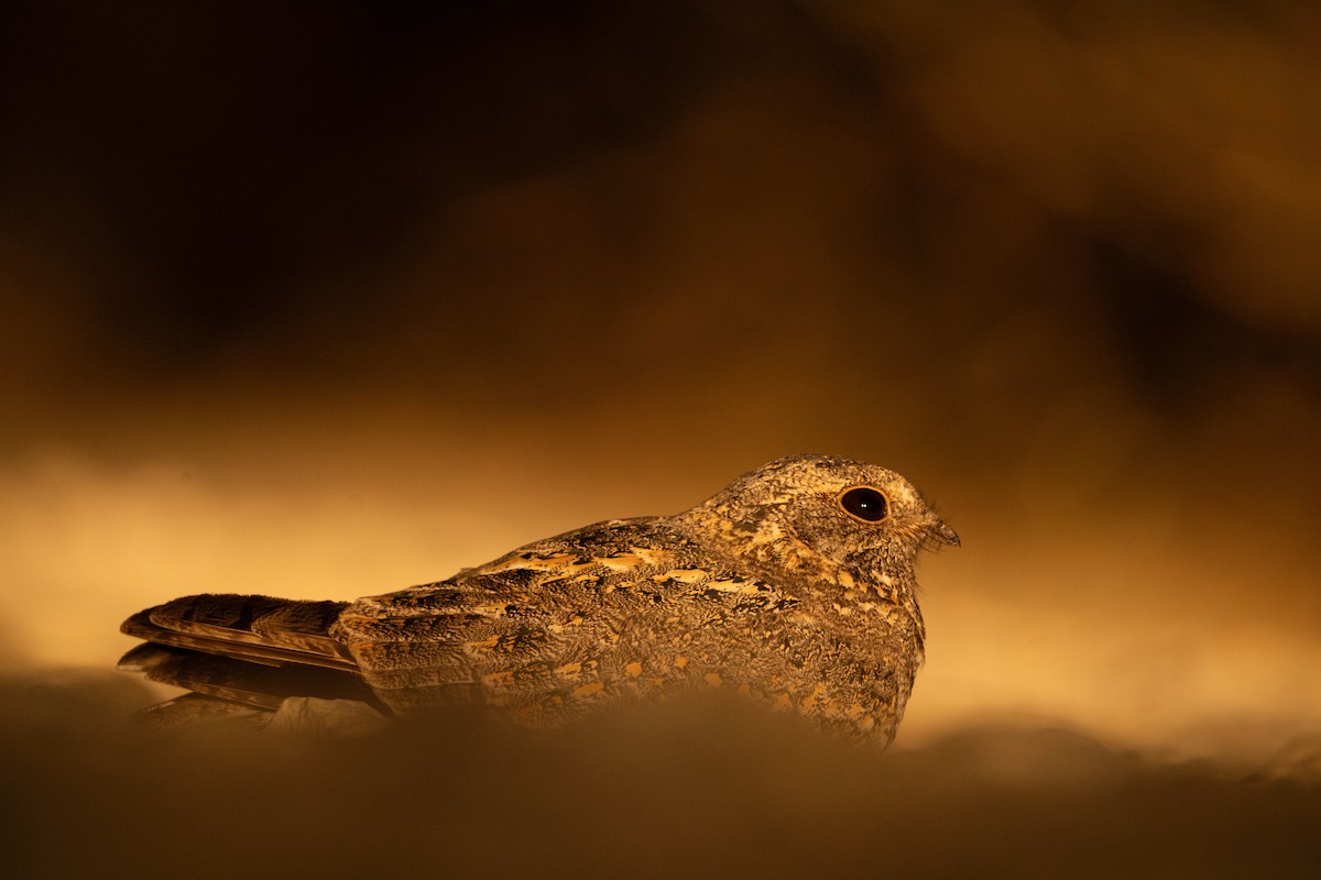 Savanna Nightjar (Northern) - ML626242969