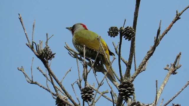 Japanese Woodpecker - ML626243089