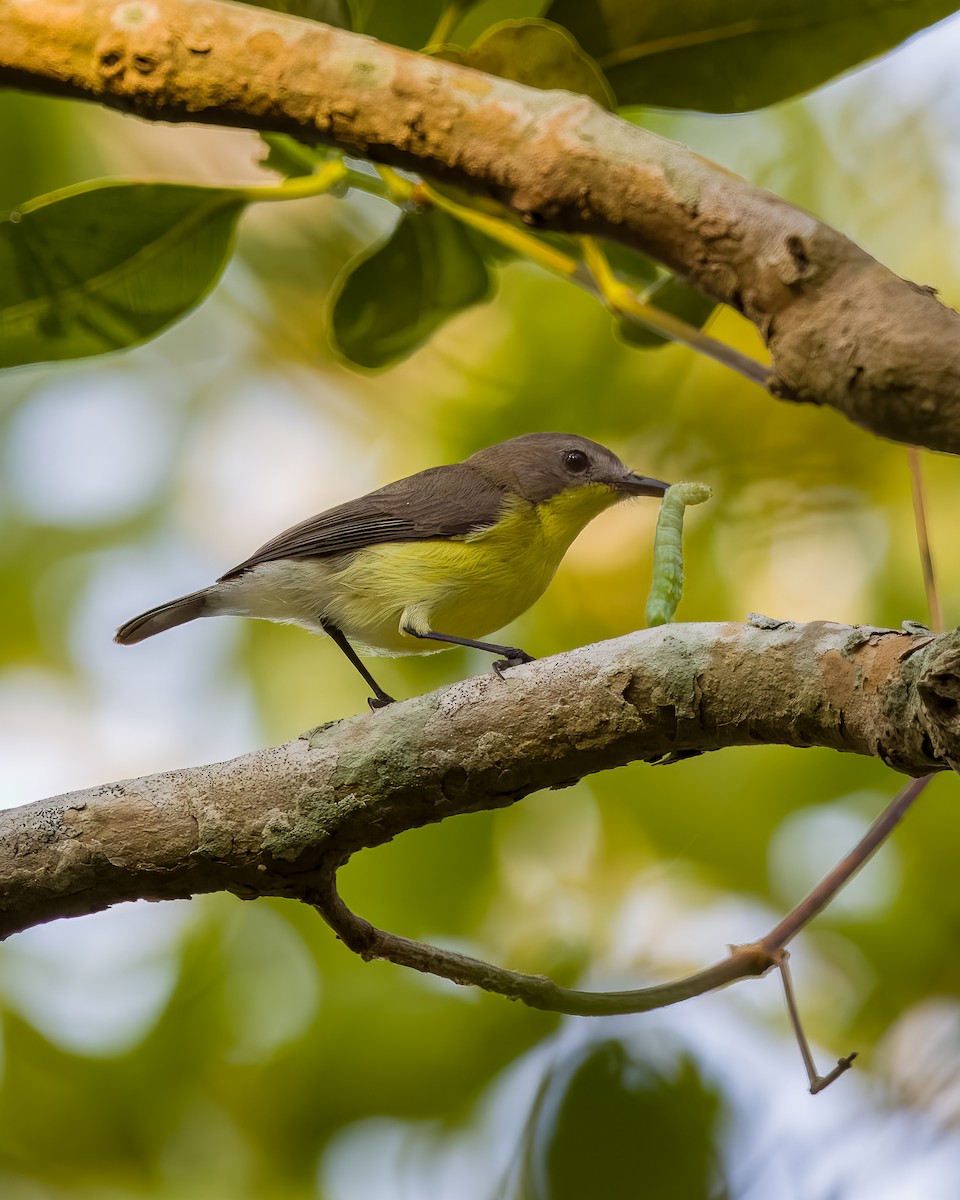 Golden-bellied Gerygone - ML626243091