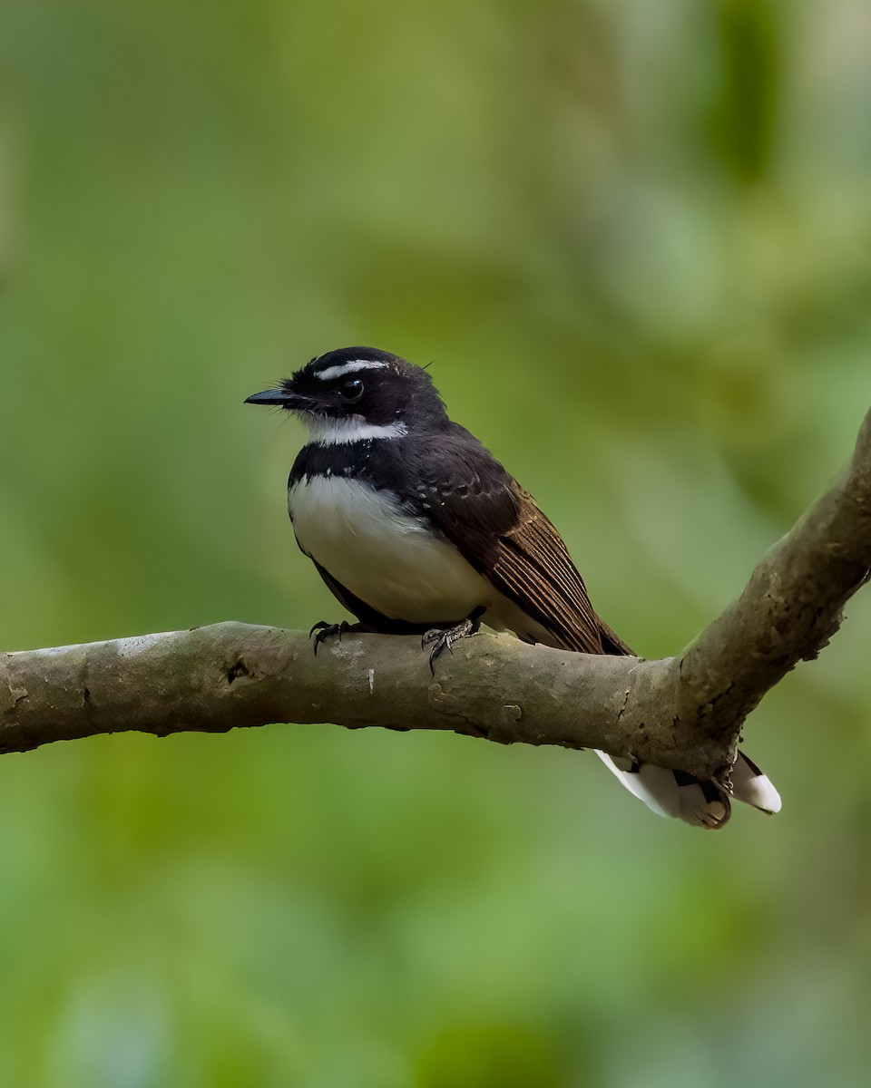 Philippine Pied-Fantail - ML626243126