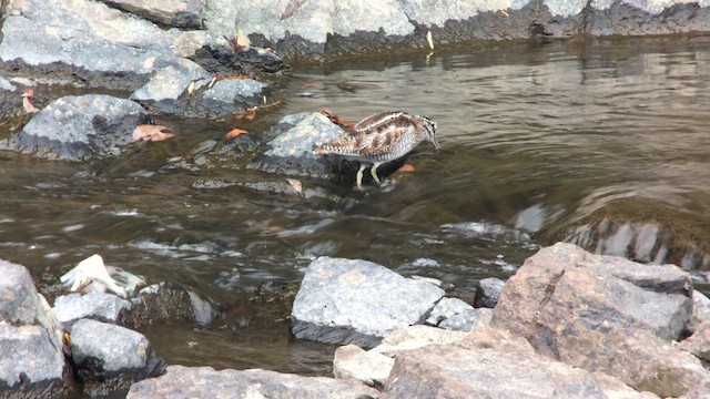Solitary Snipe - ML626243179