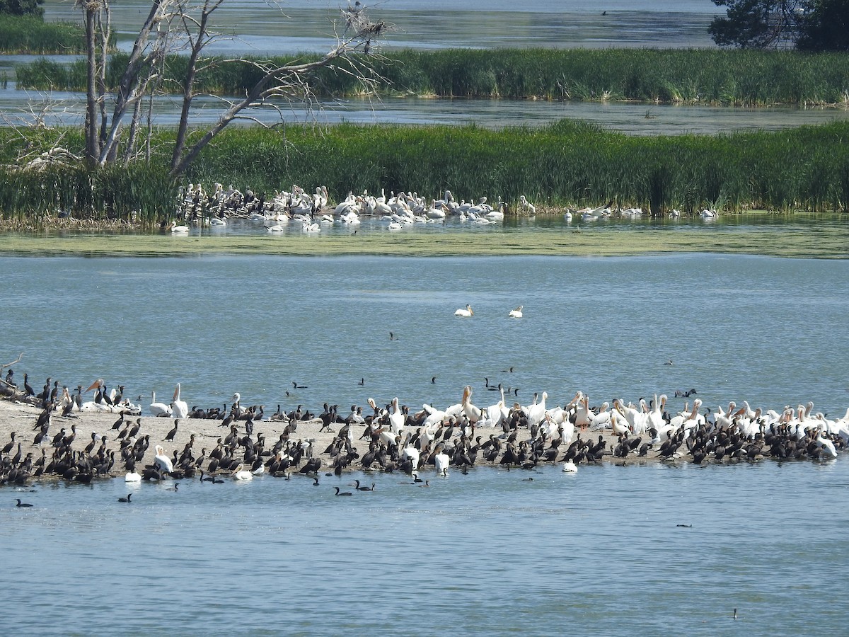 American White Pelican - ML62624321