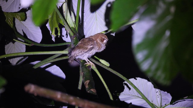 Puerto Rican Owl - ML626243803
