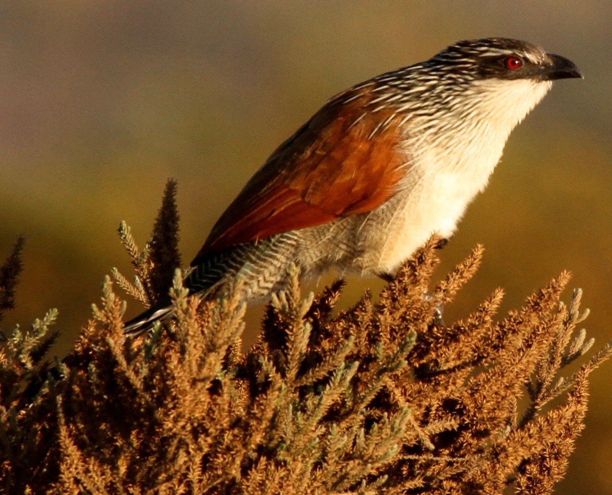 Coppery-tailed Coucal - ML626243865