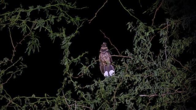 Puerto Rican Nightjar - ML626243961