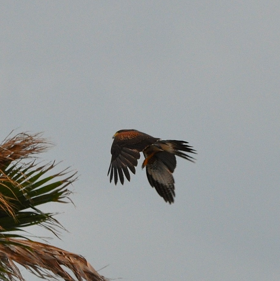 Harris's Hawk - ML626244097