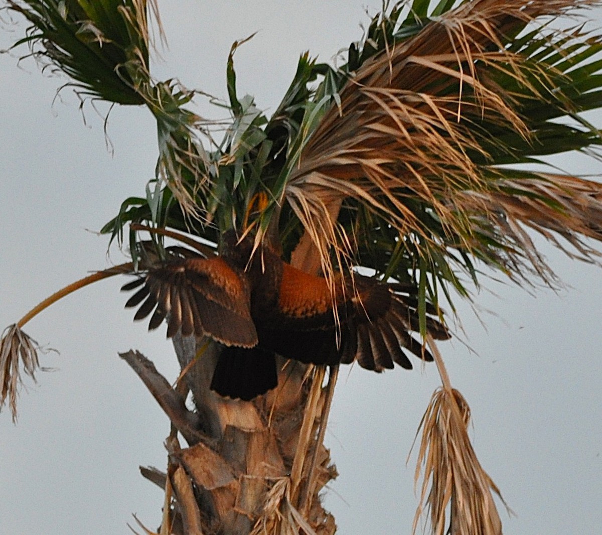 Harris's Hawk - ML626244108