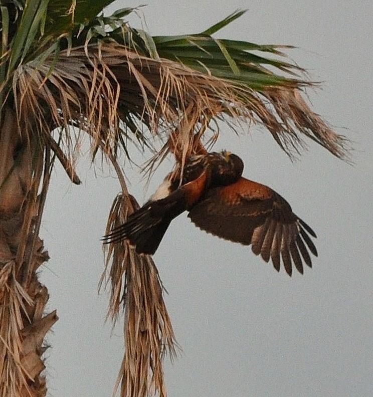 Harris's Hawk - ML626244127