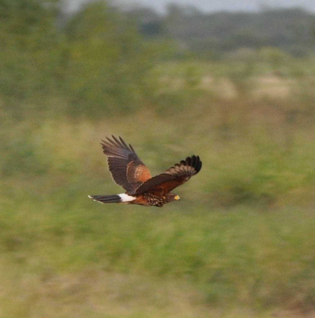 Harris's Hawk - ML626244132