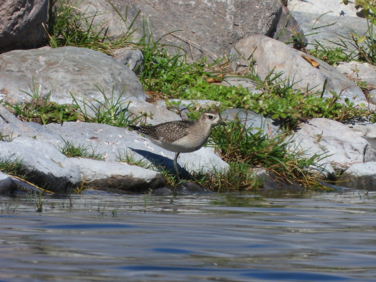 American Golden-Plover - Miguel Hernández Santana