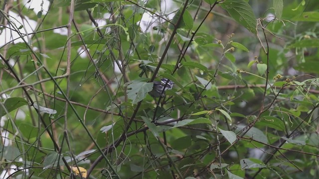Elfin-woods Warbler - ML626244211