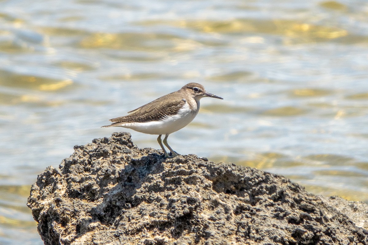 pisík obecný - ML626244289