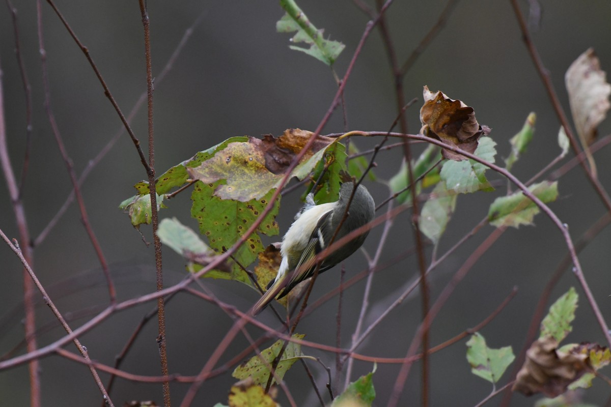 Ruby-crowned Kinglet - ML626244356