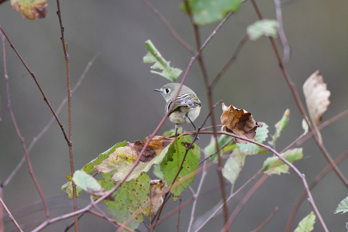 Ruby-crowned Kinglet - ML626244364