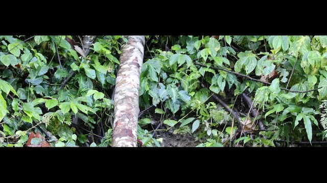 Slaty-bellied Tesia - ML626244372