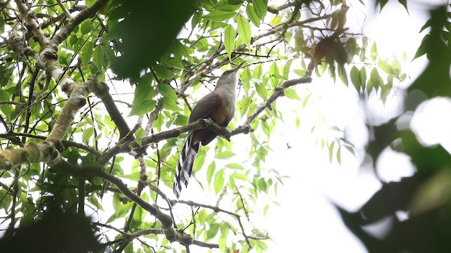 Puerto Rican Lizard-Cuckoo - ML626244377
