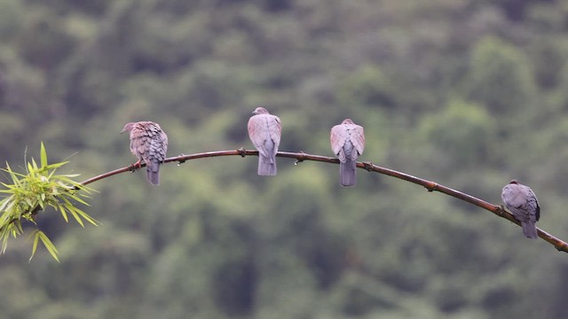 Plain Pigeon - ML626244477