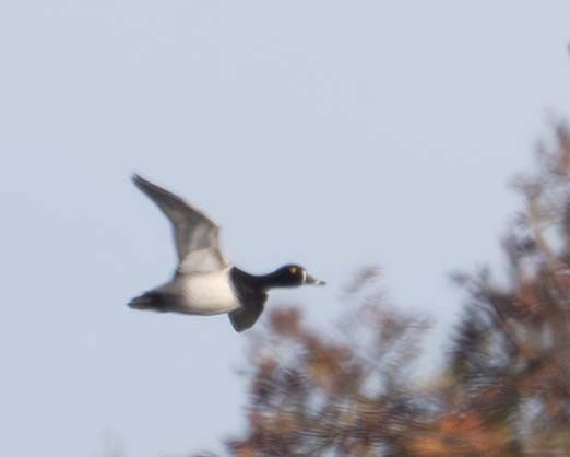 Ring-necked Duck - ML626244628