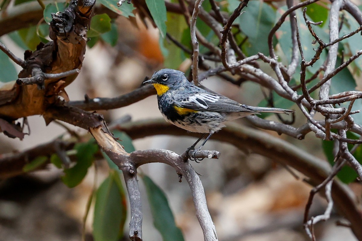 Kronenwaldsänger (Audubonwaldsänger) - ML626244874