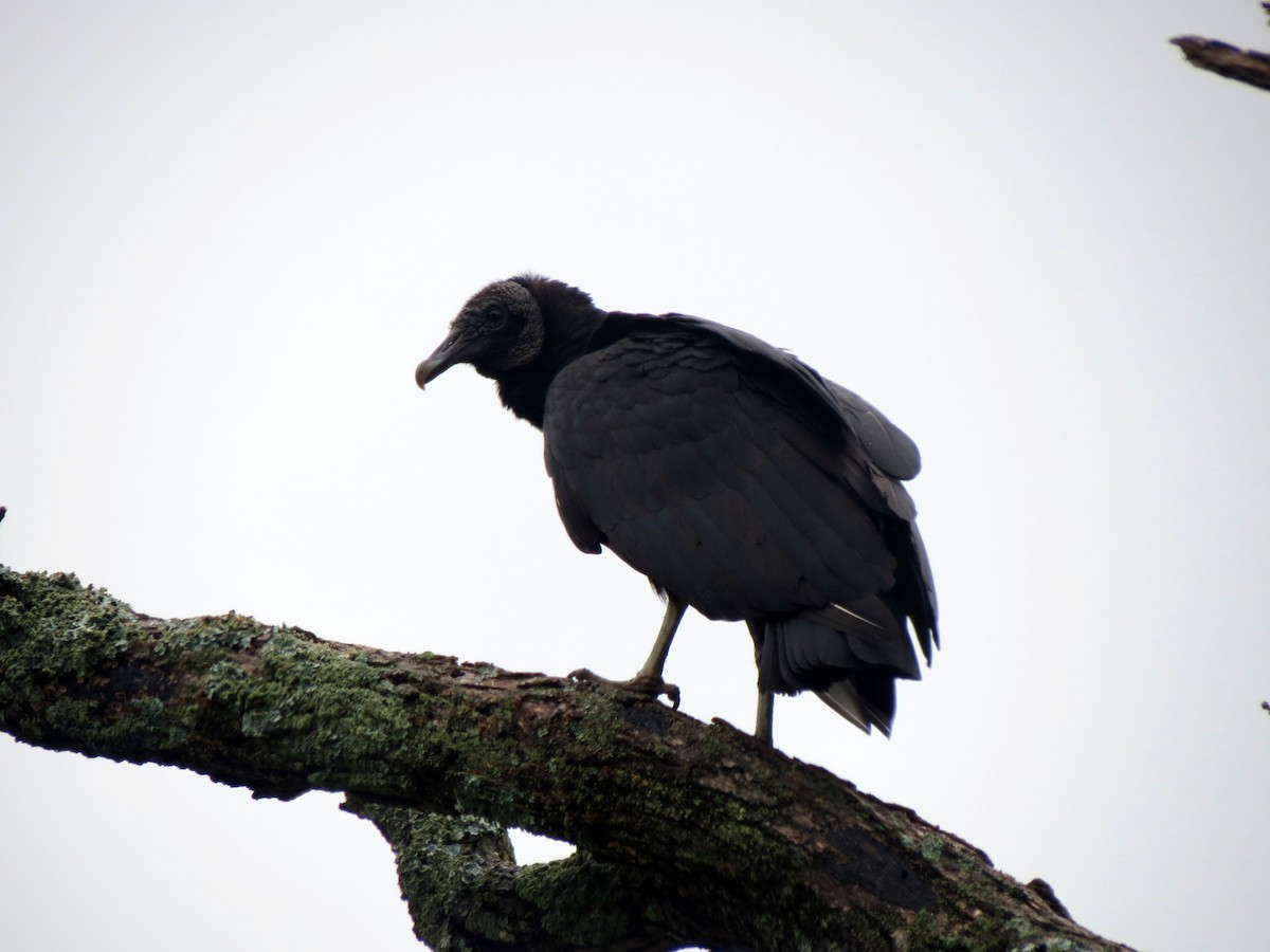 Black Vulture - ML626244903