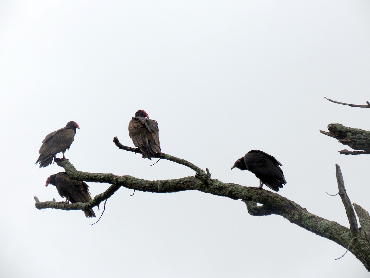 Black Vulture - ML626244913