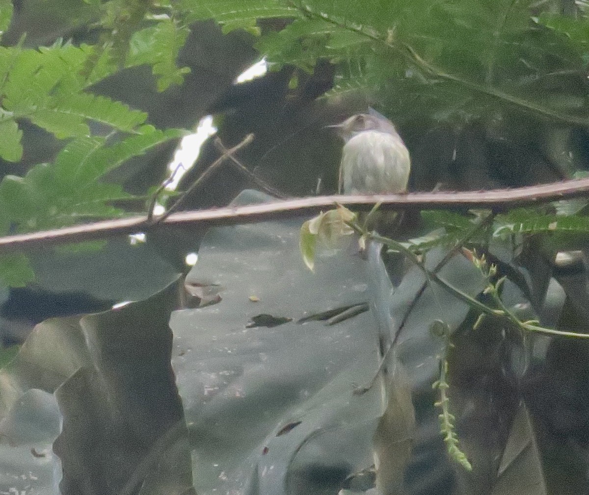 White-bellied Pygmy-Tyrant - ML626244949