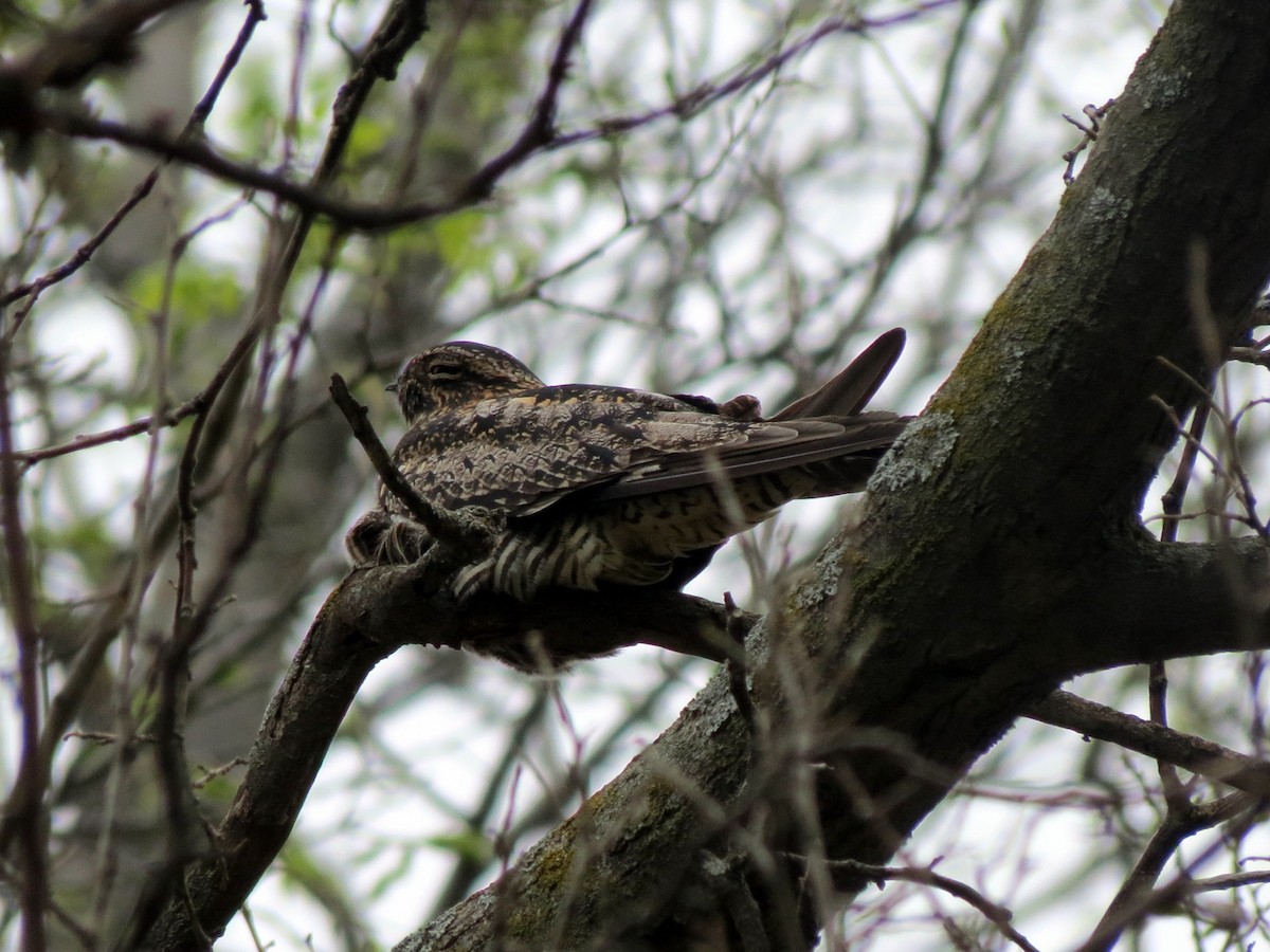 Common Nighthawk - ML626244996
