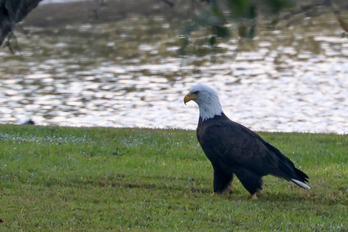Bald Eagle - ML626245096