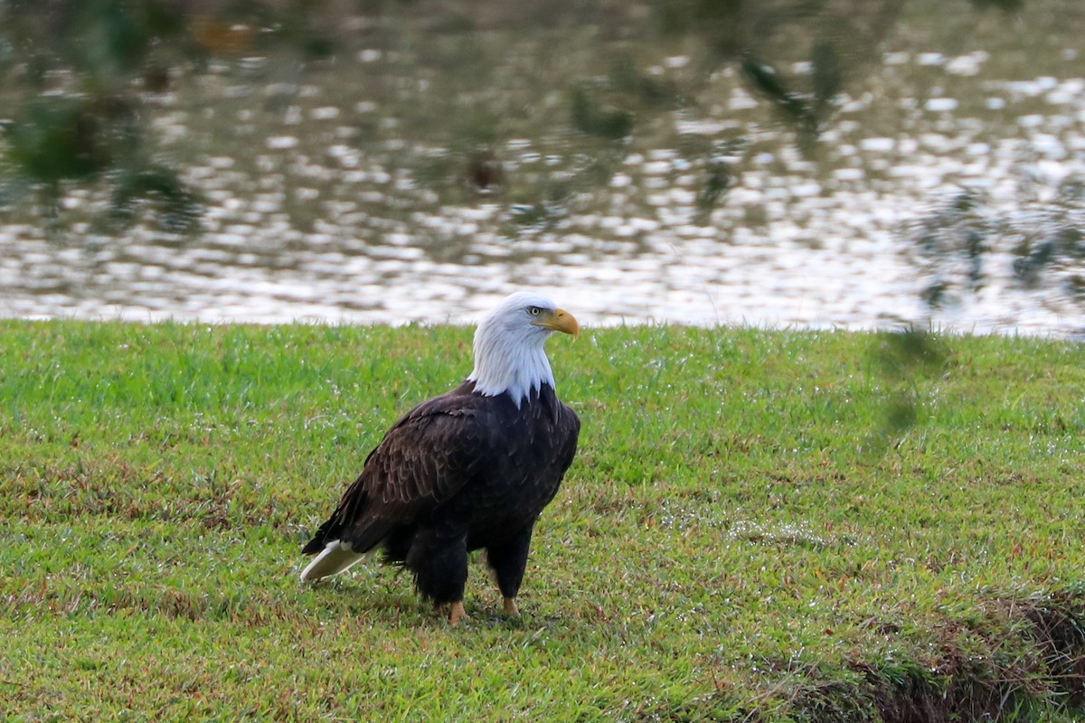 Bald Eagle - ML626245097