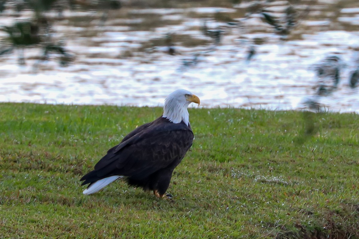 Bald Eagle - ML626245098