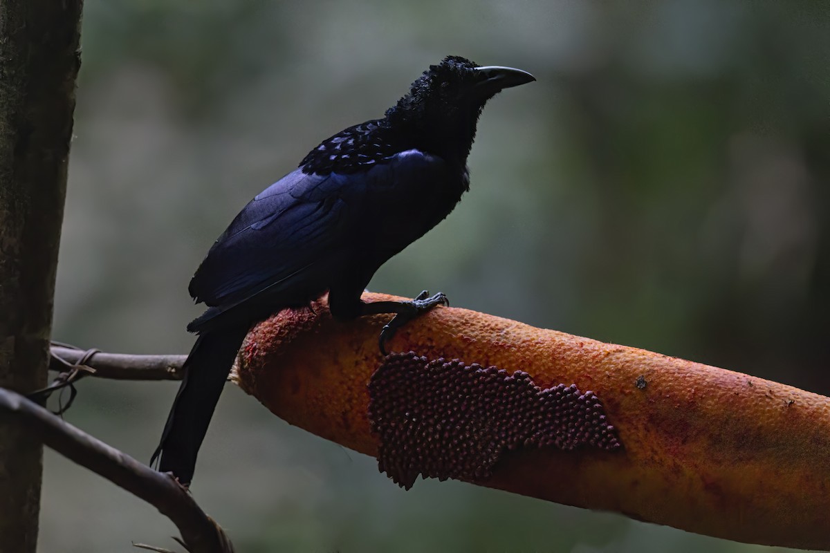 Crinkle-collared Manucode - ML626245426