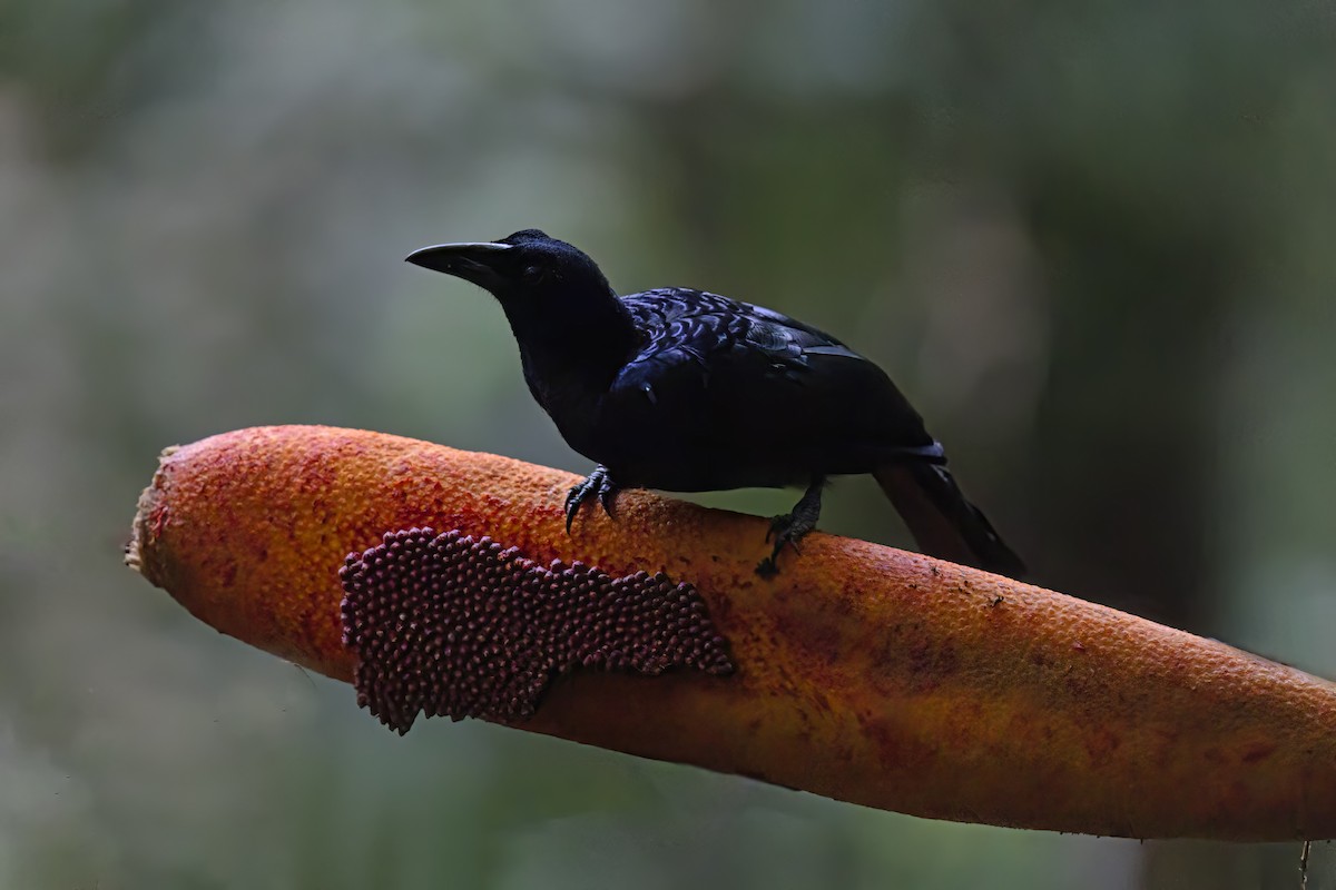 Crinkle-collared Manucode - ML626245428